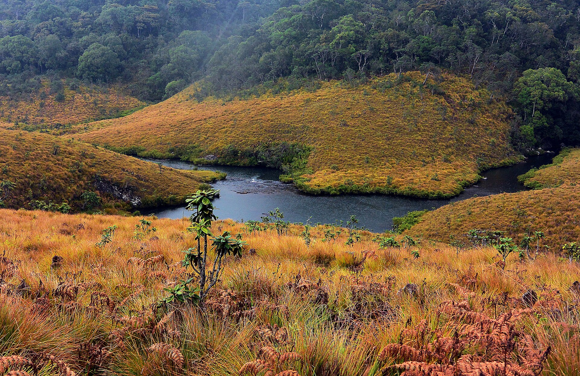 Horton Plains — photograph 3