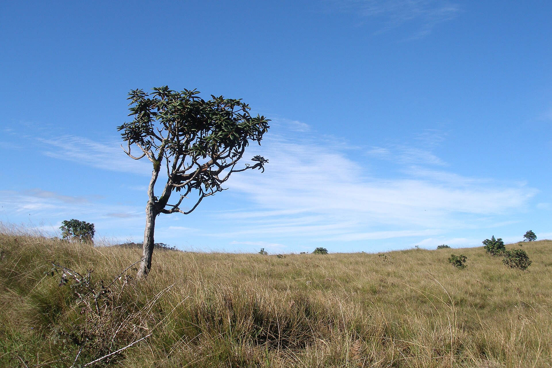 Horton Plains — photograph 4