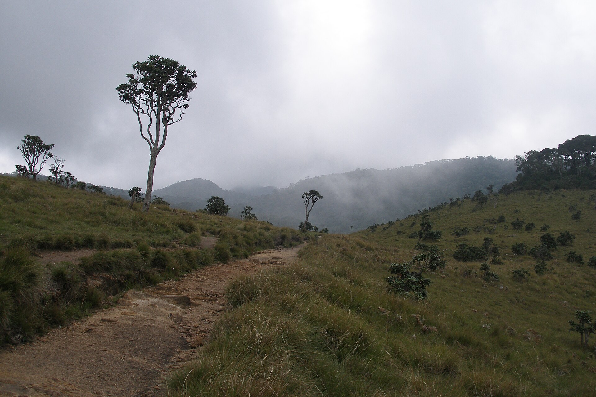 Horton Plains — photograph 5