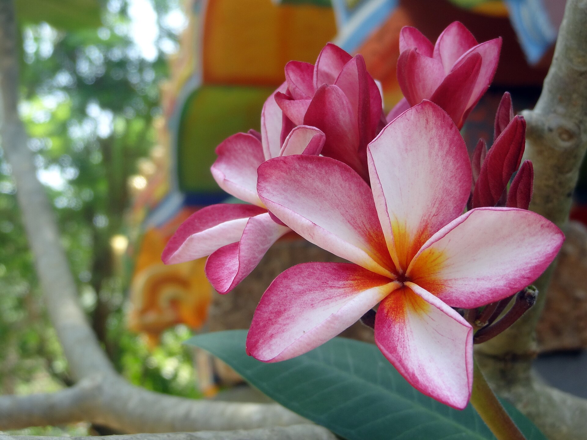 Jaffna