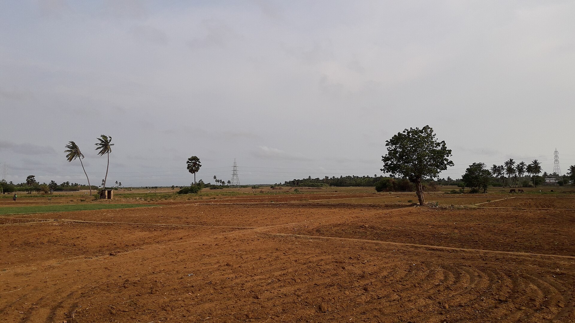 Jaffna — photograph 4