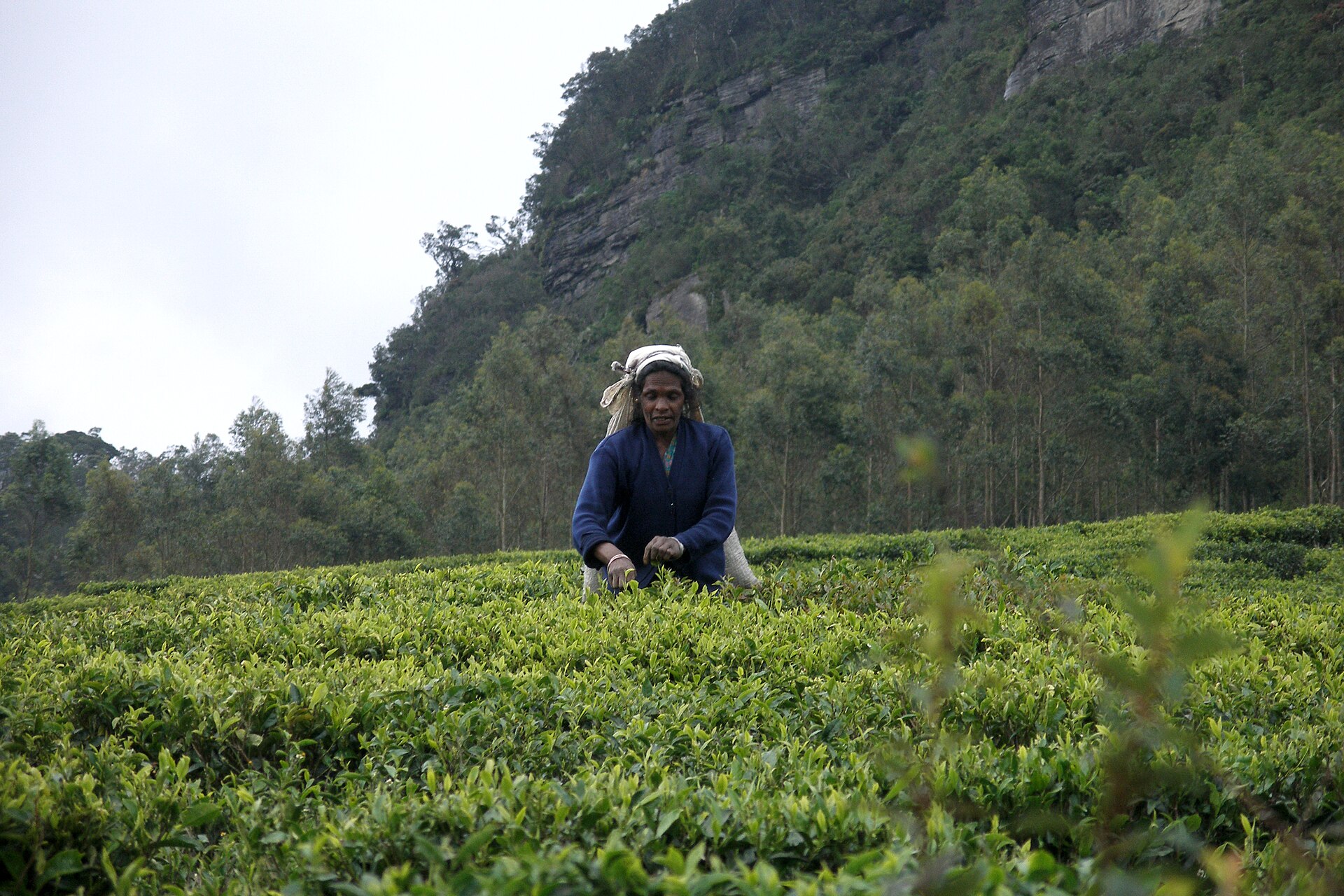 Nuwara Eliya