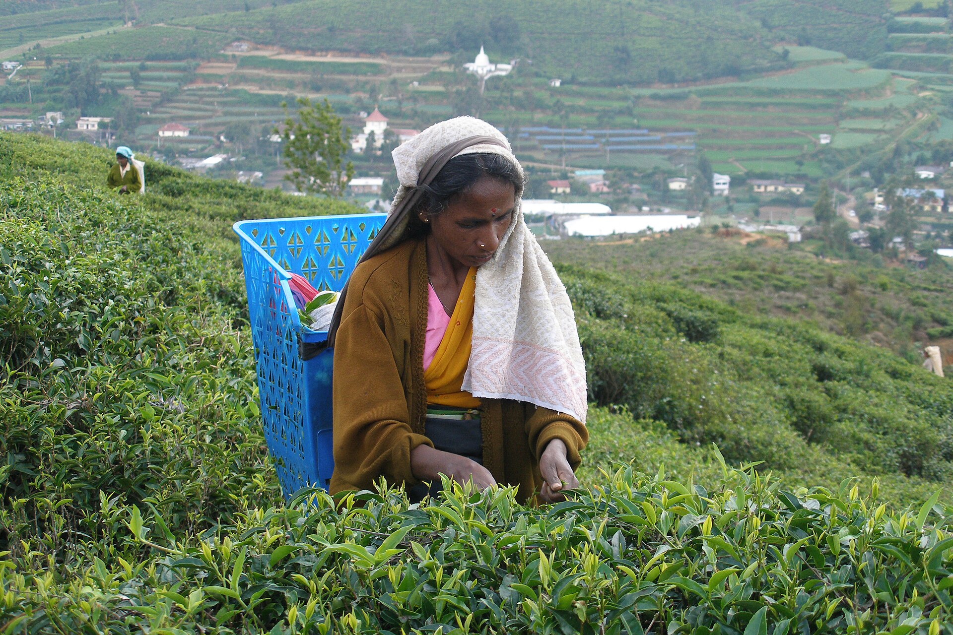 Nuwara Eliya — photograph 2