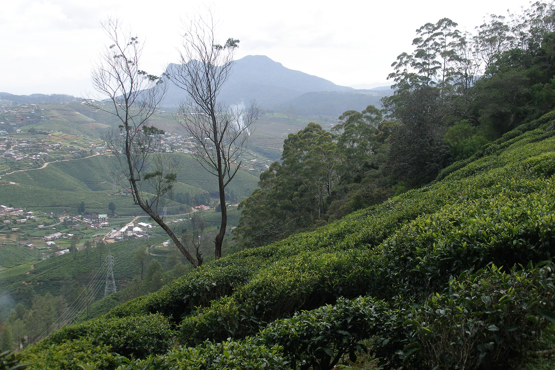 Nuwara Eliya — photograph 4