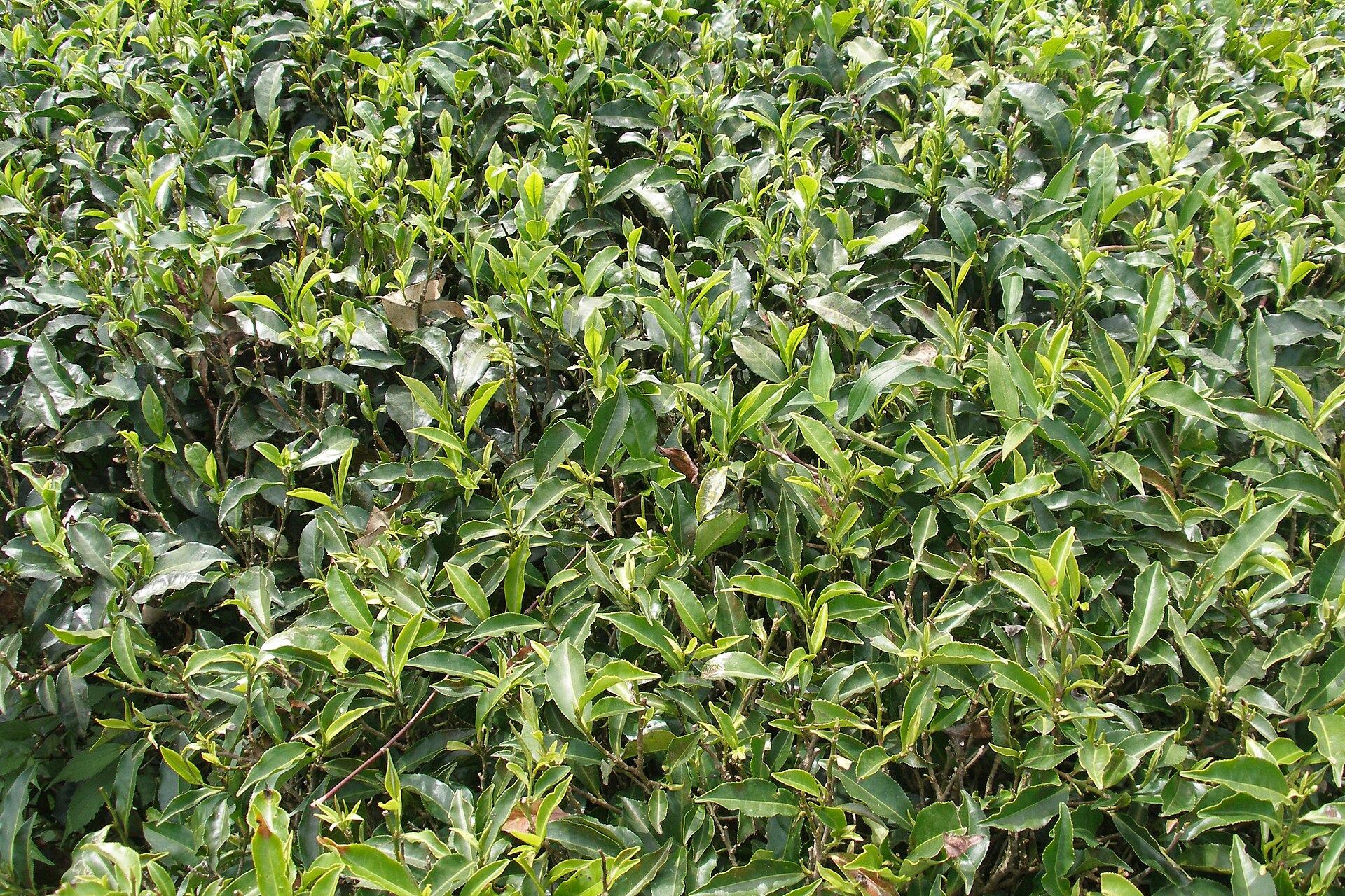 Nuwara Eliya — photograph 5