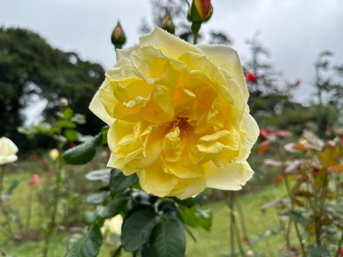 Hakgala Botanical Garden