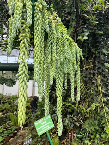 Hakgala Botanical Garden — photograph 2
