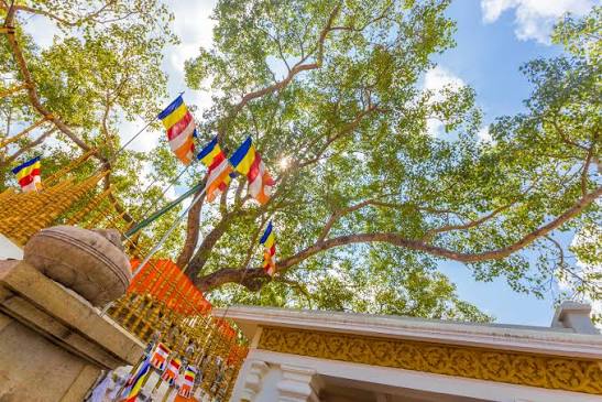 Jaya Sri Maha Bodhi — photograph 4