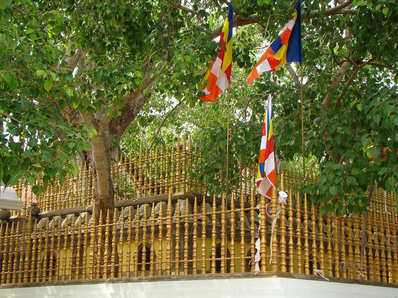 Jaya Sri Maha Bodhi — photograph 5