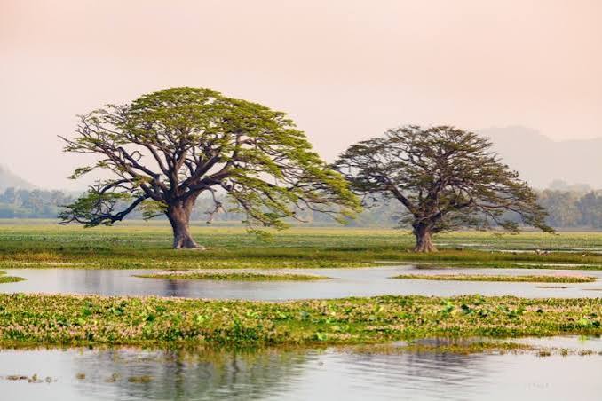 Kataragama — photograph 3