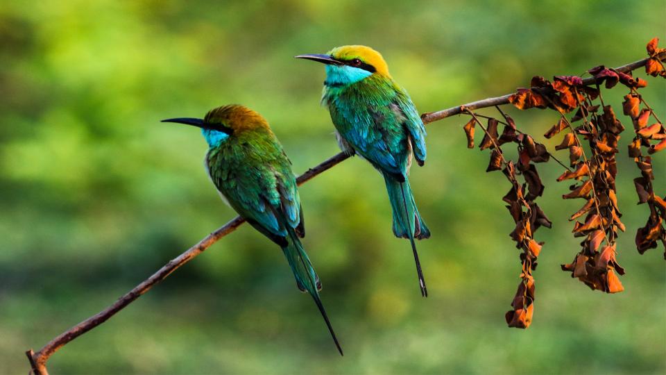 Kumana National Park
