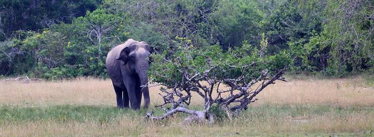 Kumana National Park — photograph 3