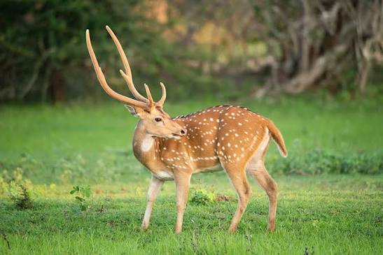 Kumana National Park — photograph 5