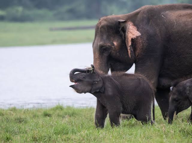 Minneriya National Park — photograph 4