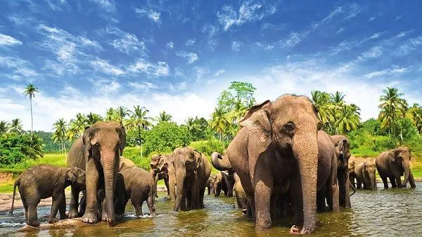 Pinnawala Elephant Orphanage — photograph 1