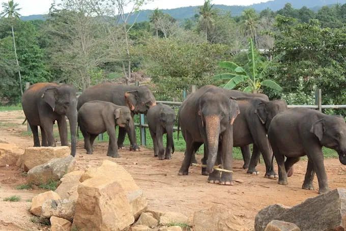 Pinnawala Elephant Orphanage — photograph 2