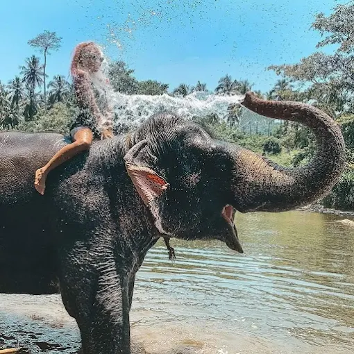 Pinnawala Elephant Orphanage — photograph 3