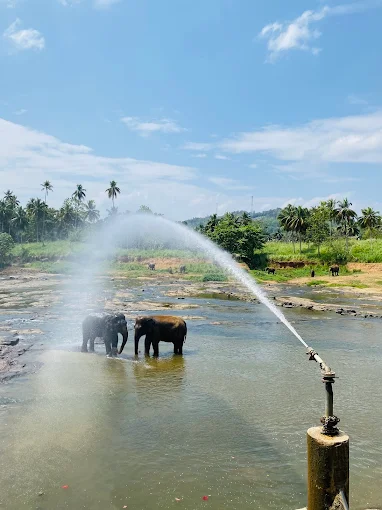Pinnawala Elephant Orphanage — photograph 4