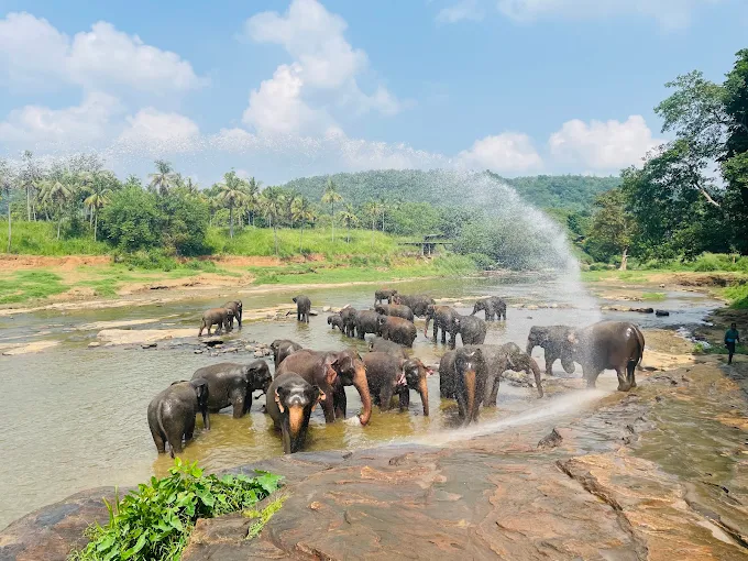 Pinnawala Elephant Orphanage — photograph 5
