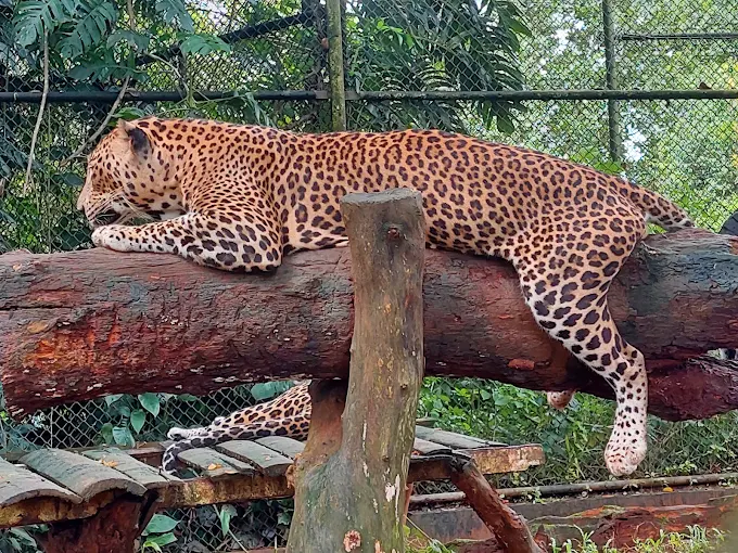 Pinnawala Open Zoo — photograph 2