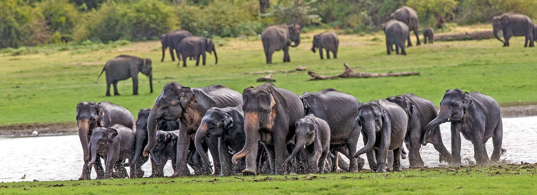 Udawalawe National Park — photograph 1