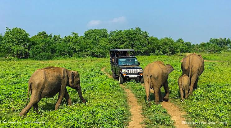 Udawalawe National Park — photograph 2