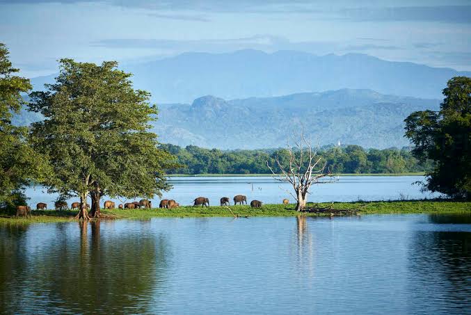 Udawalawe National Park — photograph 3