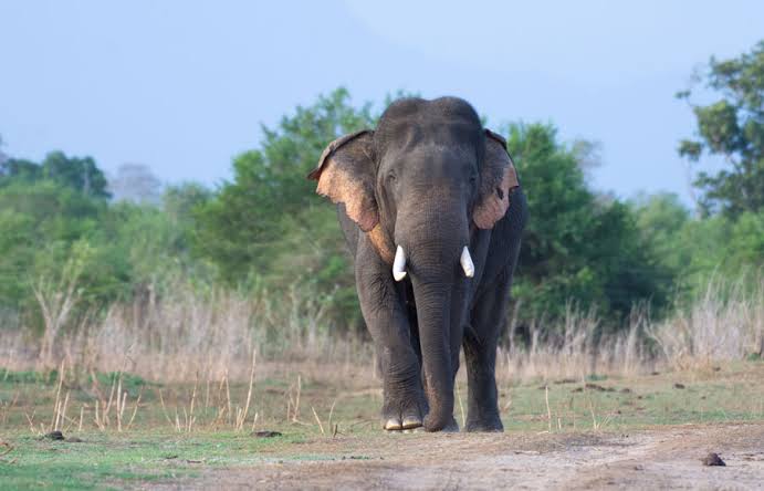 Udawalawe National Park — photograph 4