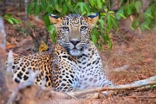 Wasgamuwa National Park — photograph 2