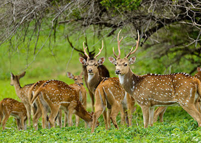 Wasgamuwa National Park — photograph 4