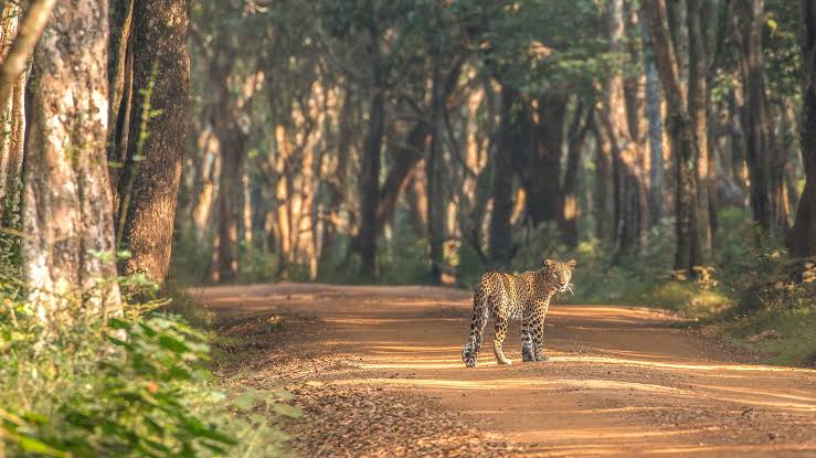 Wilpattu National Park — photograph 2