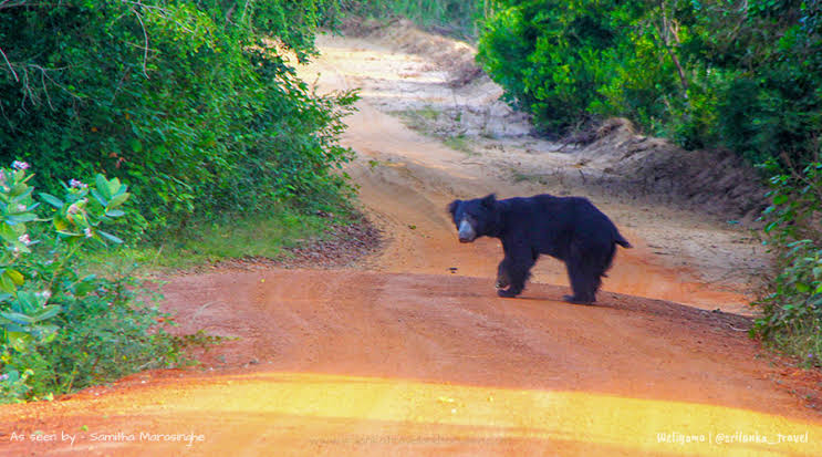 Wilpattu National Park — photograph 3