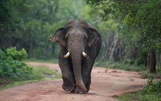 Wilpattu National Park — photograph 4