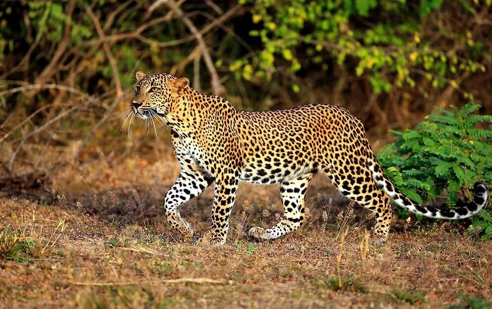 Yala — photograph 2