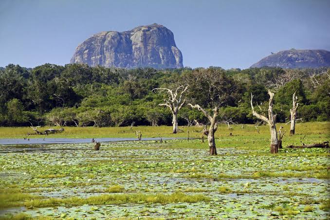 Yala — photograph 3