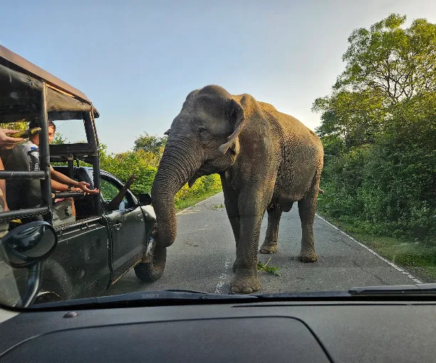 Yala — photograph 5