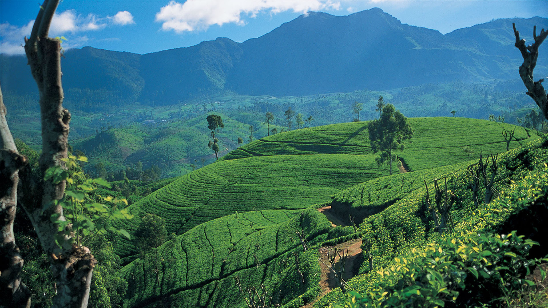 Tea Trails & Mountain Air